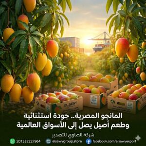 المانجو المصرية جودة استثنائية وطعم أصيل يصل إلى الأسواق العالمية