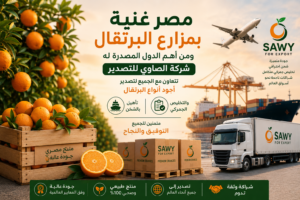 مصر رائدة عالميًا في إنتاج وتصدير البرتقال